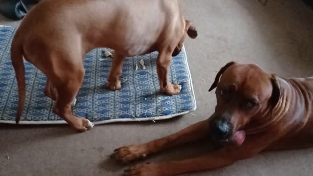 Older Rhodesian Ridgeback Dog Cracks Open Marrowbone For Ridgeback Pup