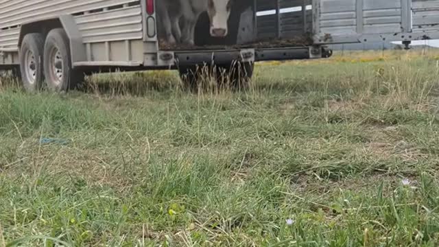 Drove up to feed the cows.