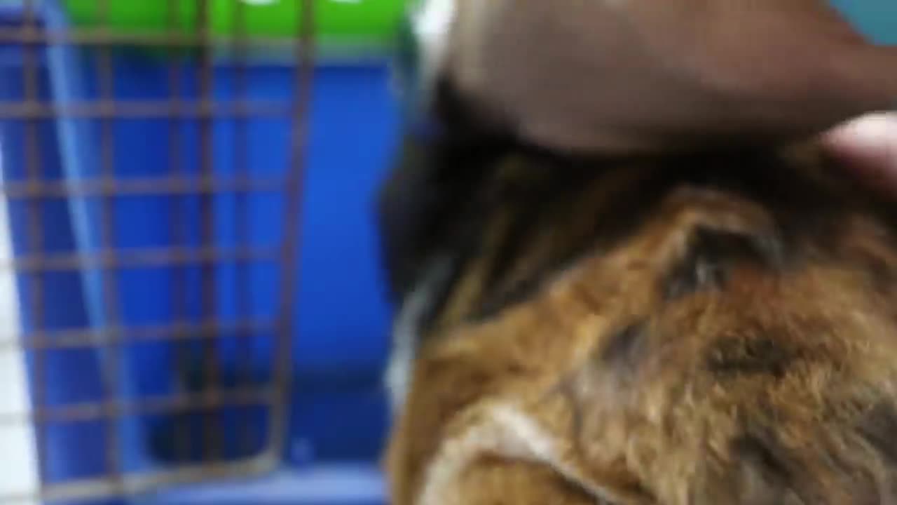 10-year-old stray cat She's got a giant cat.Swelling of the face