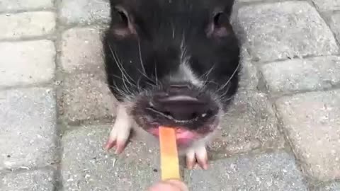 Mini pig tug of war