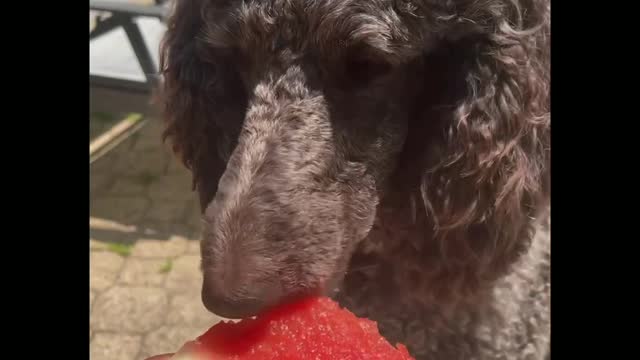 These doggies LOVE to eat watermelon!