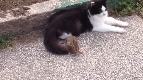 cat and baby bunny best friends(720P_HD).mp4