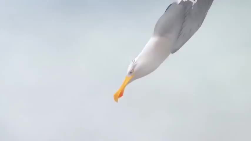 Video with no purpose