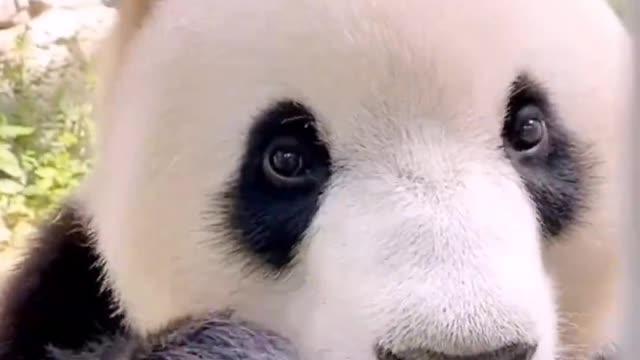 This panda is so happy to eat! looks drooling.