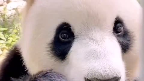 This panda is so happy to eat! looks drooling.