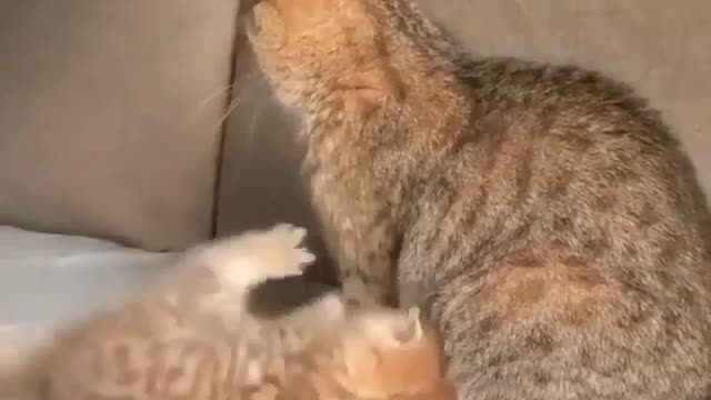 funny baby kitty playing with cat mom