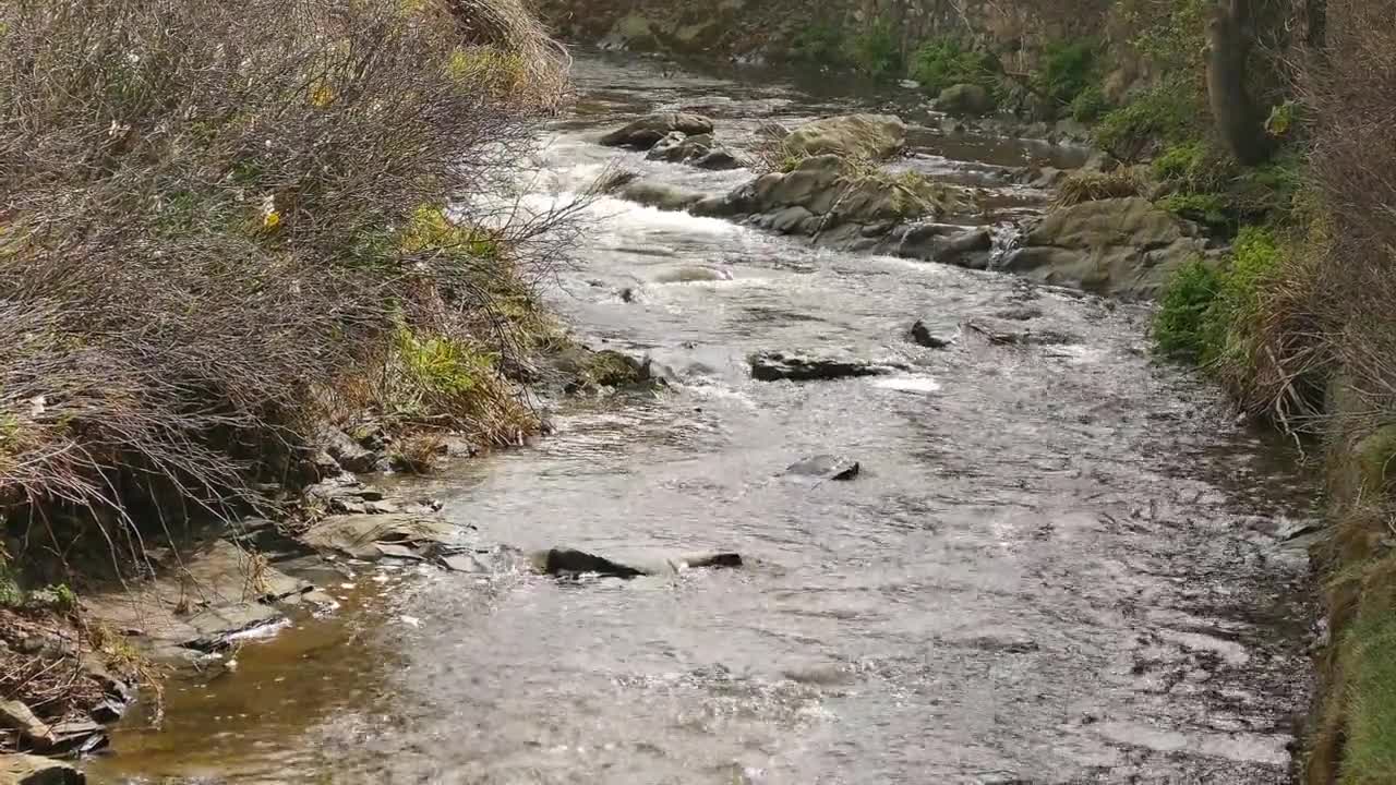 Calming Running River with birds singing