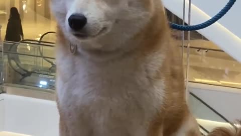 Shiba Inu