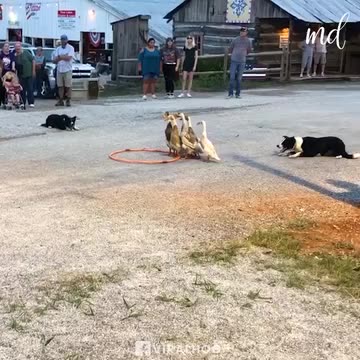 Border collies expertly herd a group of ducks