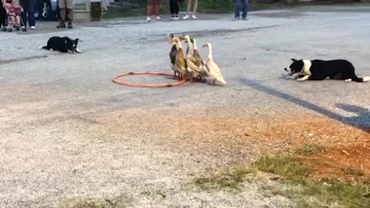 Border collies expertly herd a group of ducks