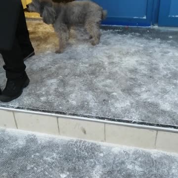 Beautiful dogs on the street.