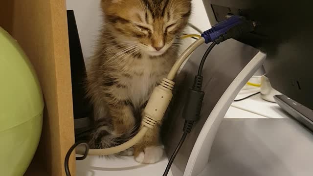 Cat sleeping behind the monitor while waiting for treatment