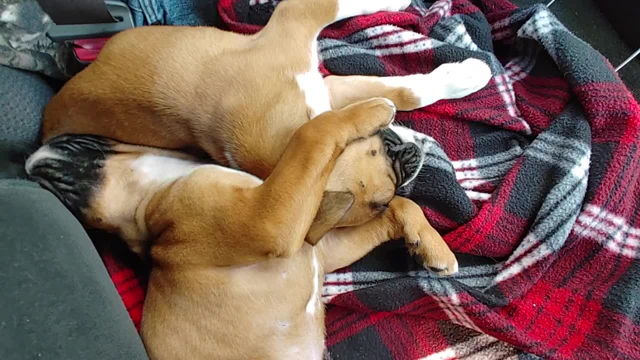 Boxer Pups Going For a Ride in the Truck