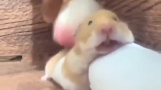 Hamster massage that every one wants 🤣