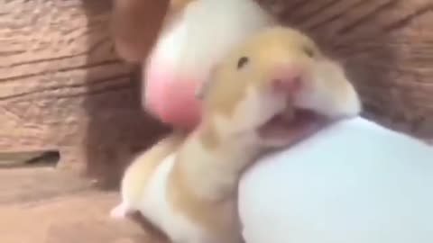 Hamster massage that every one wants 🤣