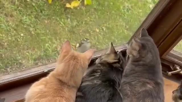 Cats in a glass window