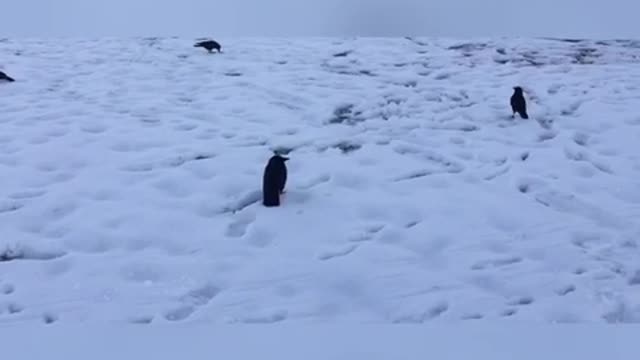 American Crow Walking Along My Side