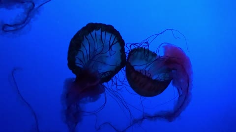 Jellyfish with a beautiful view