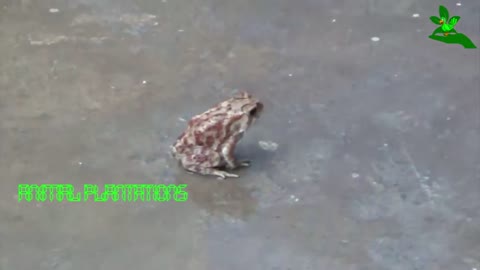 Frog in Rain