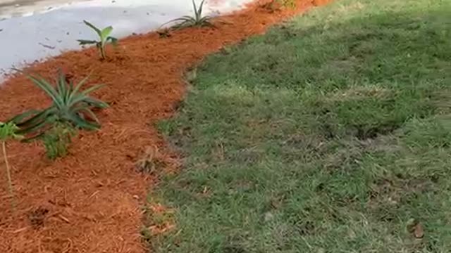 Bananas, papaya, pineapple, Okinawa spinach, Florida spinach, grapes in a 4 x 50' area