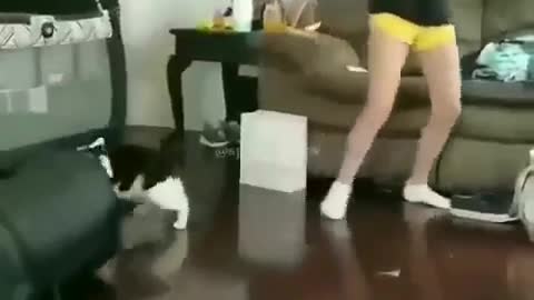 Cat's revenge