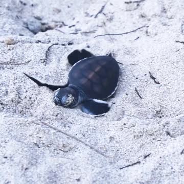 Tortoise Swimming In The Water #Tortoise_Swimming_In_The_Water#animals_Nuture #tortoise #Recpect