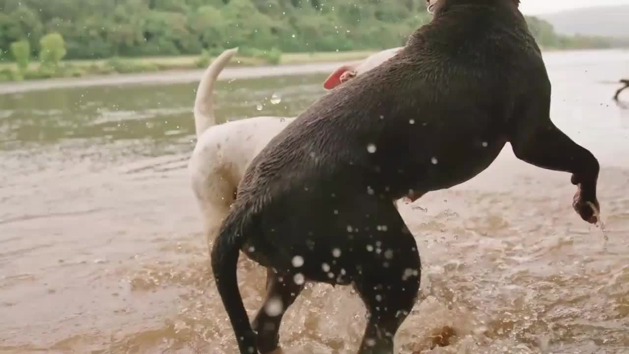 Two Dogs playing