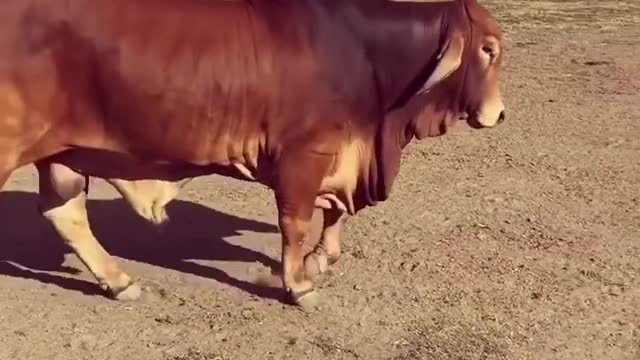 Elmo Picasso |Red Brahman Bull |Rockley Brahmans |Australia