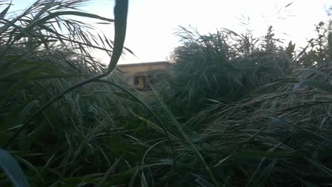 Puppy runs through grass and into camera