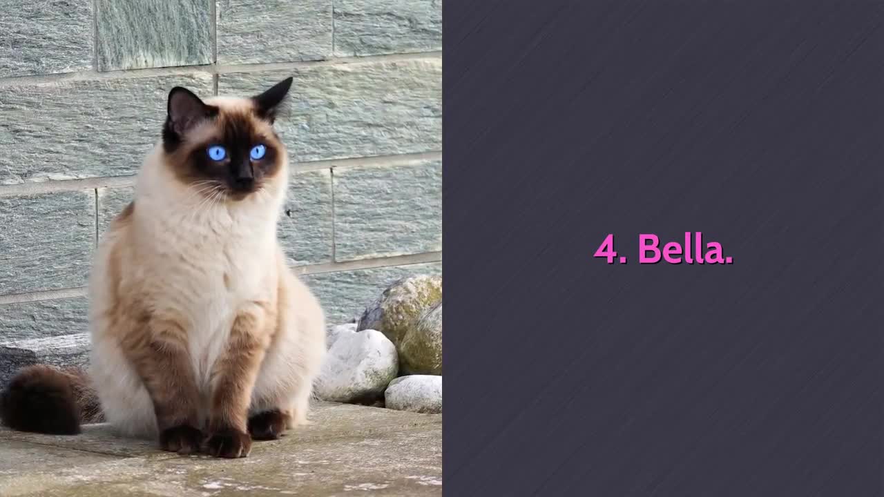 TOP 10 Cutest Cat Names For Male & Female!