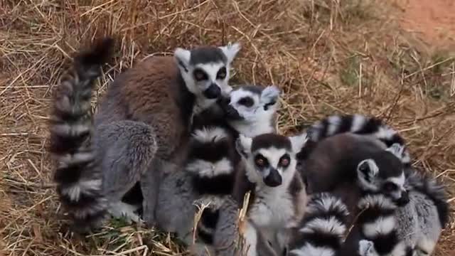 The lemur