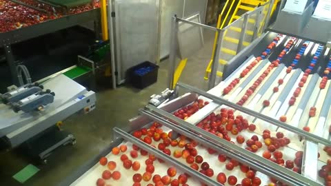 A visit to Mr. Apple's packing factory, New Zealnd