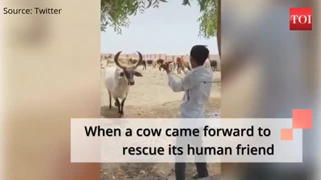 Cow rescue his owner from thread