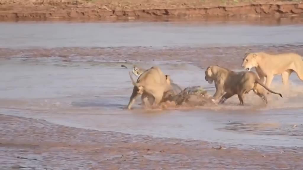 Three lions versus crocodiles, do you think we can win