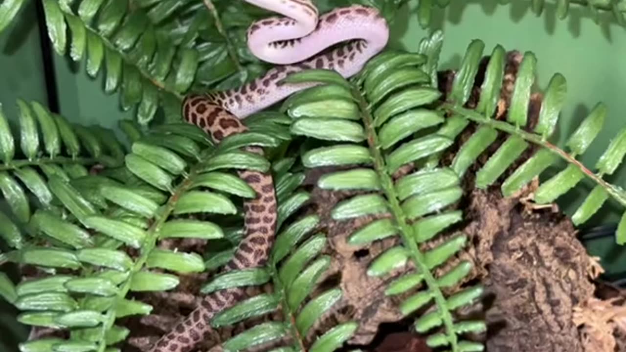 Animal army
