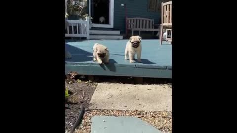 Funniest and Cutest Pug Dog Videos Compilation 2020 - Cutest Puppy #1