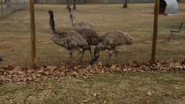 More Silly birds