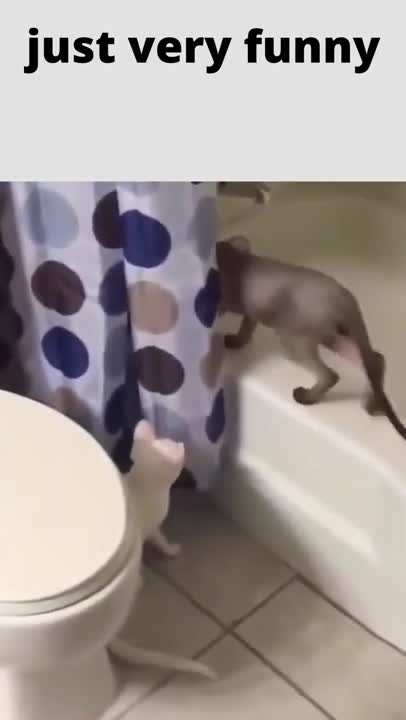 just very funny#shorts