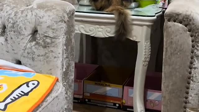 cat, an animal that hides its growls with its yawns