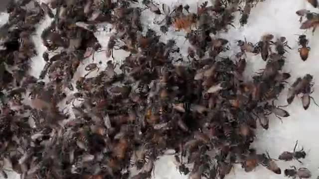 মৌমাছির মধু সংগ্রহ।