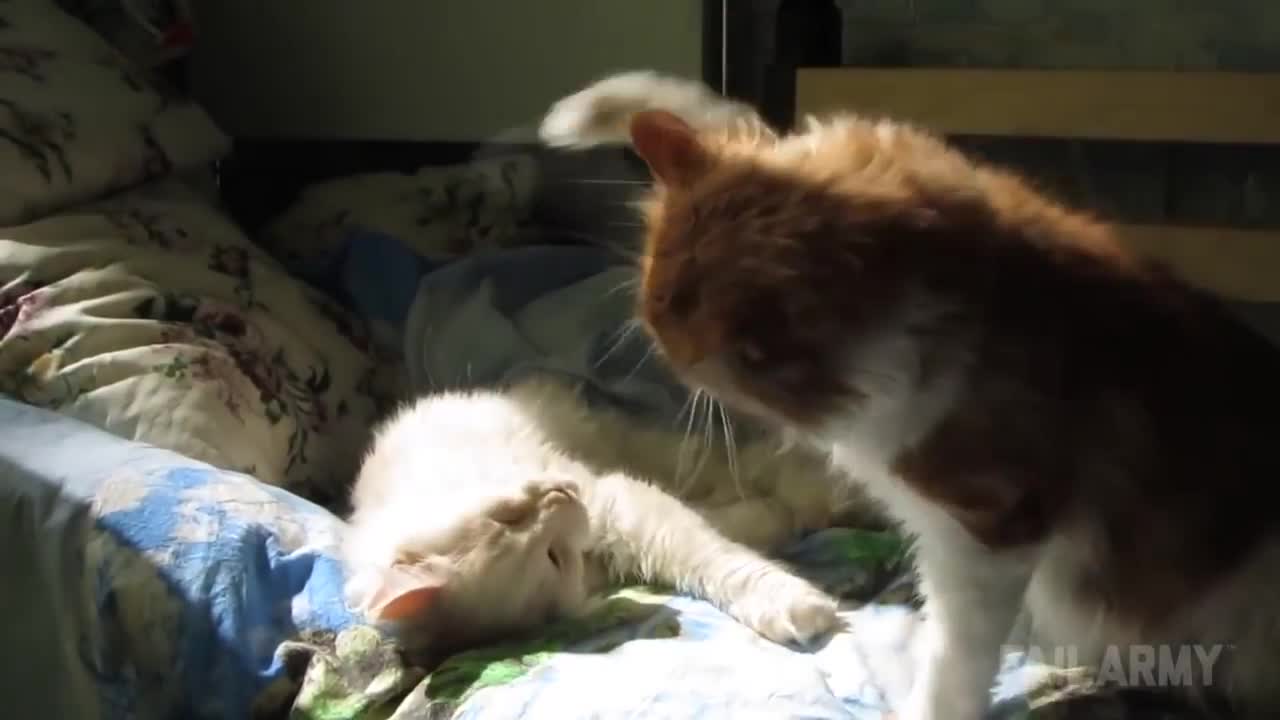 ONE MINUTE 20 SECONDS OF THE FUNNIEST CAT VIDEOS EVER! IN THE WORLD