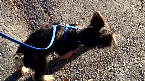 Buster walking his human