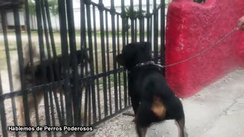 Cuando un PERRO PODEROSO sale a la calle, pasa esto l BullTerrier