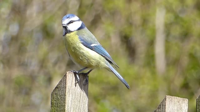 A beautiful colored bird standing on a piece of wood and singing