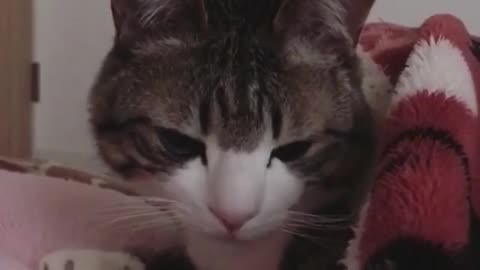 Silly Cat Compilation: An explosion of funny Videos