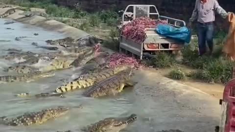 Tense action, seen a group of crocodiles being fed