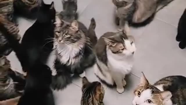 OMG So Cute Cats ♥ ,Cute & Funny Cats Doing Funny Things_OMG Cute & Funny Cats