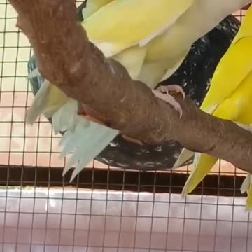 A group of cocktail birds singing inside the cage