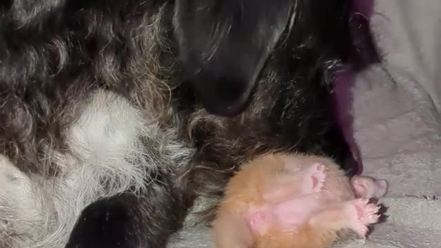 my dog grooming an orphaned baby kitten