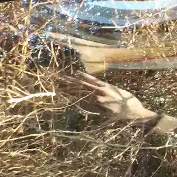 Morning view from a cat